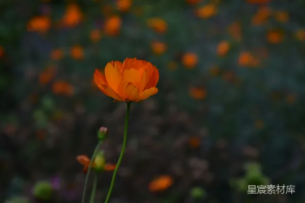 高清摄影 一朵橙色的花在一片橙色花海前。