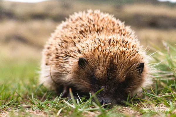 白天在绿色草地上的一只棕色刺猬