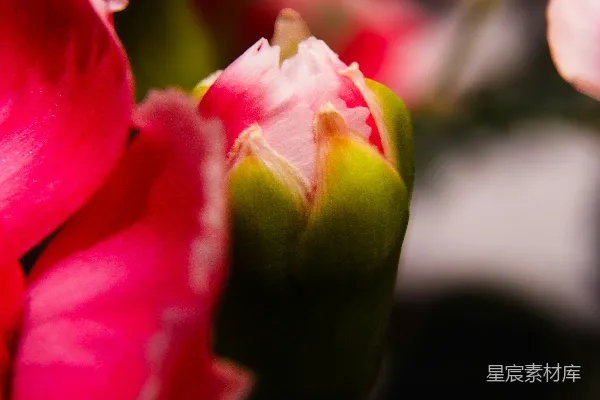 粉色和白色的 Carnation 花蕾带花瓣。