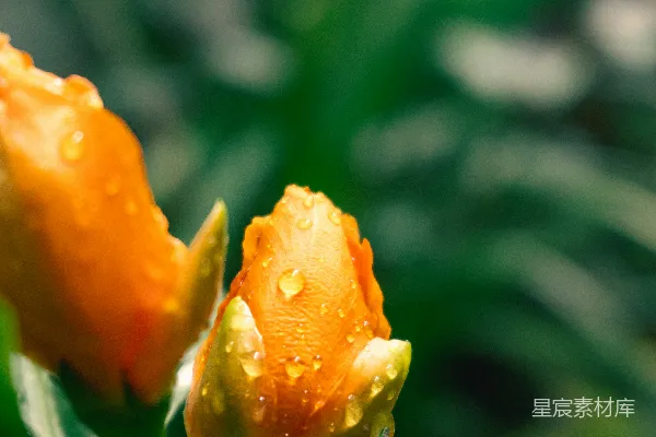 高清摄影 一朵花的特写，上面有水珠。