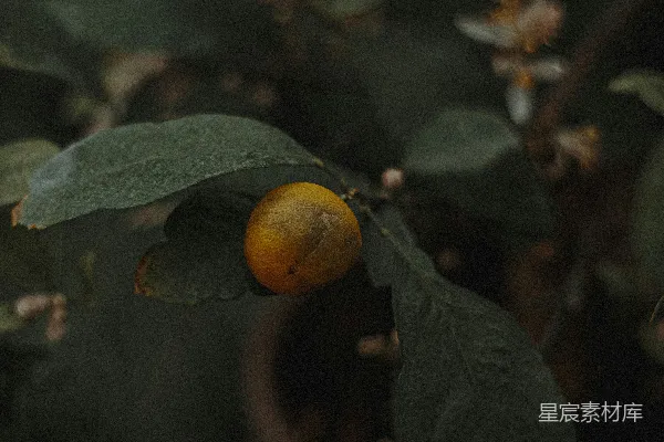 高清摄影 一株植物上的一颗橙色圆形水果