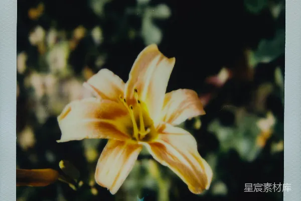 高清摄影 白黄相间的花朵在微移镜头中