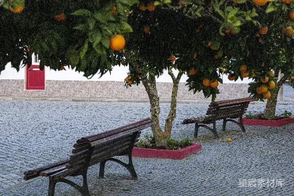 高清摄影 橙子树上有成熟的果实，而长椅却是空的。