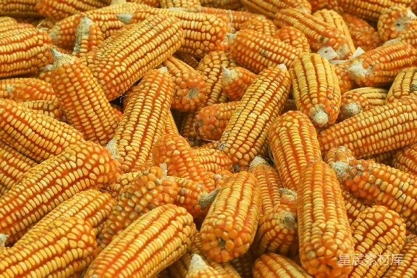 高清摄影 一堆玉米
