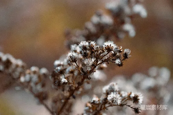高清摄影 一株植物的特写，上面覆盖着积雪。