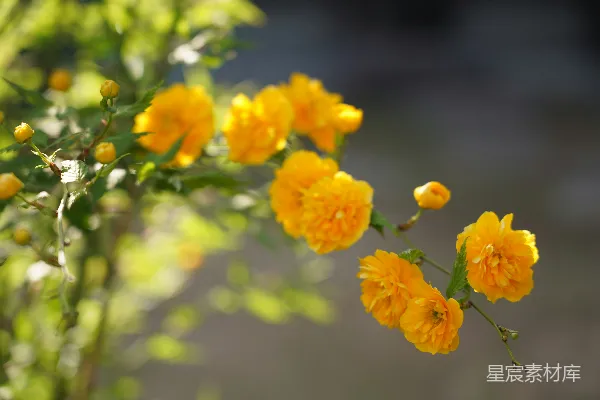 高清摄影 一簇黄色的花，带有绿叶。