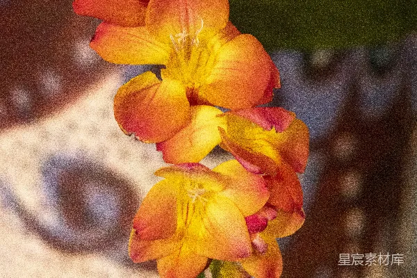 高清摄影 一组花