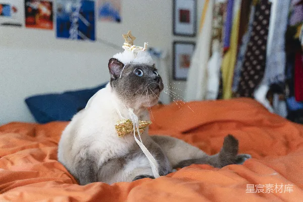 高清摄影 一只戴着王冠的猫站在床上