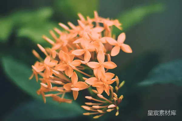 高清摄影 橙色花朵在微移镜头下