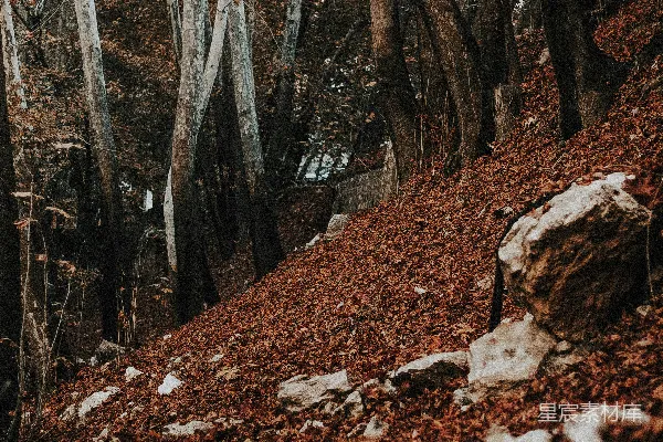 高清摄影 一条林间小径
