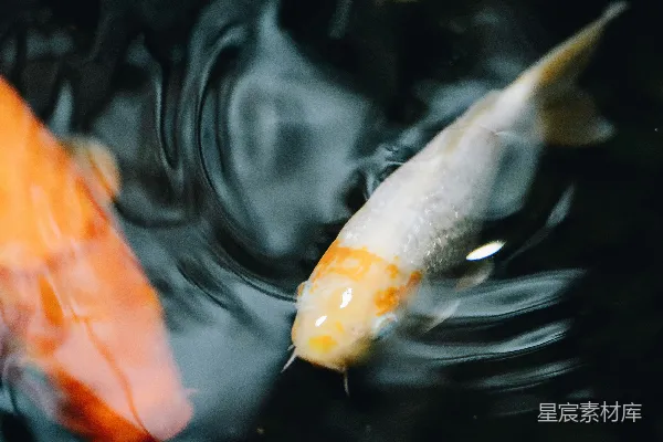 高清摄影 金鱼在黑暗的水中游动。