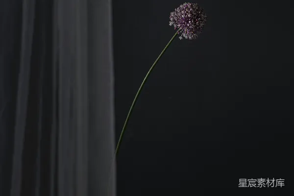 紫色的花朵坐在一块木块上