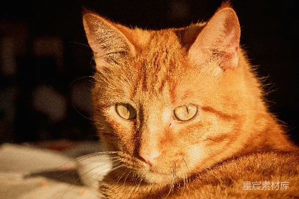 橙色花斑猫躺在棕色木制桌子上