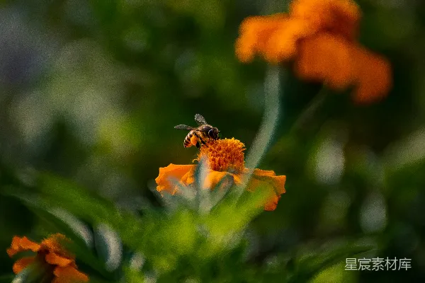 高清摄影 一只蜜蜂在花朵上