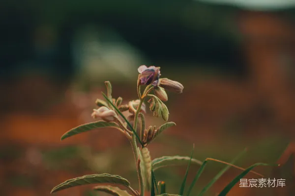 高清摄影 倾斜移轴镜头下的白花