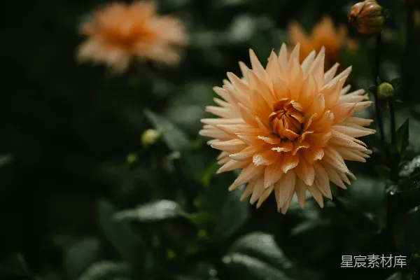 高清摄影 一簇花