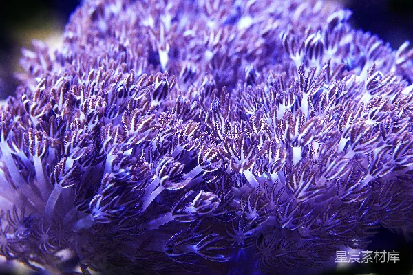 一朵紫色花朵的特写，背景模糊。