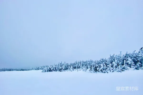 白天树木覆盖着白雪