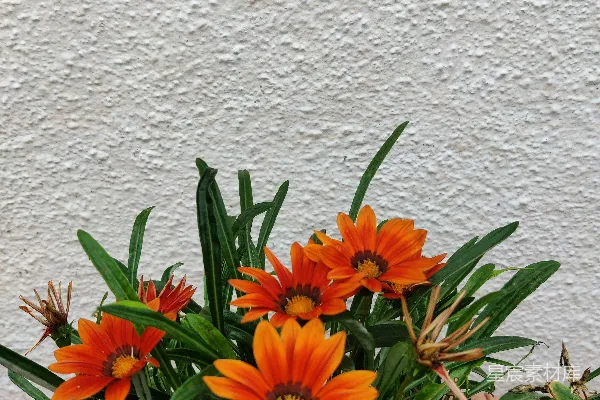高清摄影 一盆橙色花朵的盆栽植物放在白色墙前。
