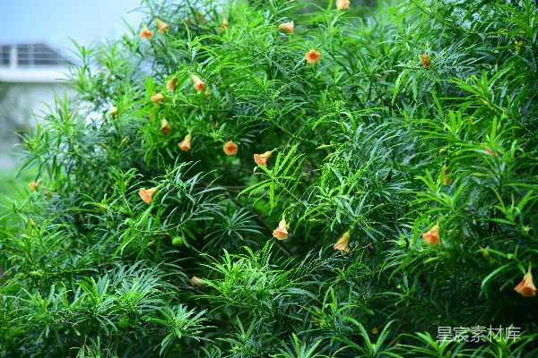 高清摄影 一株开有橙色花朵和绿叶的灌木
