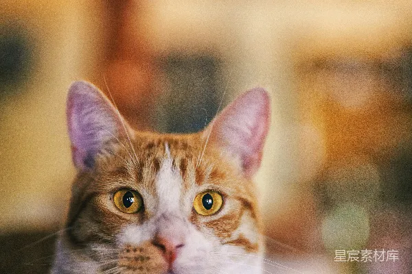 高清摄影 一只猫躺在沙发上的特写镜头。