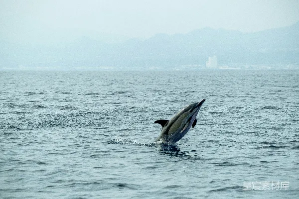 海豚跃出海洋水面。