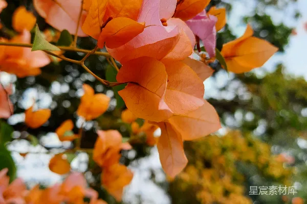 高清摄影 一棵开满橙色花朵的树