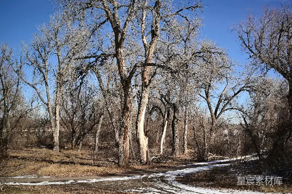 雪地里一条通往背景树木的小路。