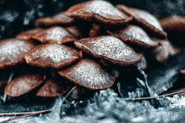 高清摄影 蘑菇的特写