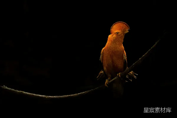 高清摄影 一只鸟在黑暗中栖息在树枝上。