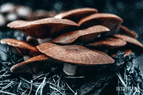 高清摄影 一群蘑菇坐在一堆干草上。