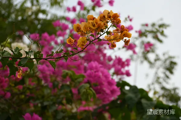 高清摄影 一树的花