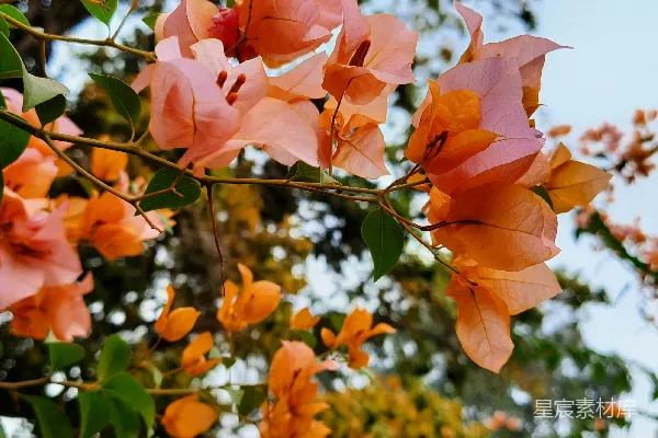 高清摄影 一棵开满粉红色花朵的树