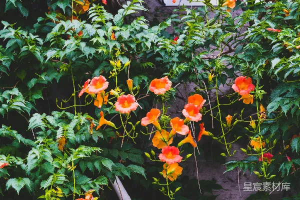 高清摄影 一束花