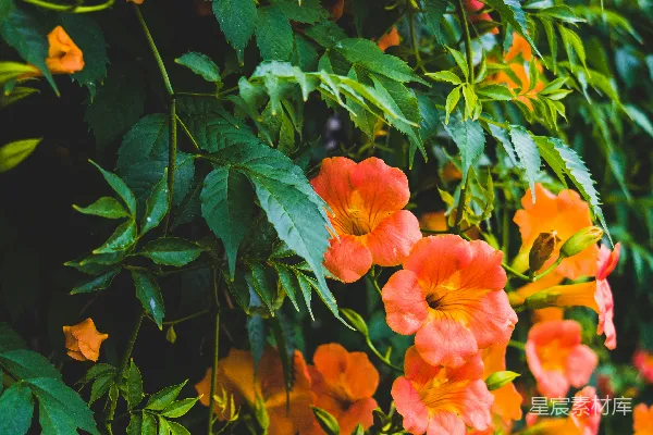 高清摄影 一簇花朵