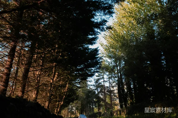 高清摄影 道路两旁的绿树在白天