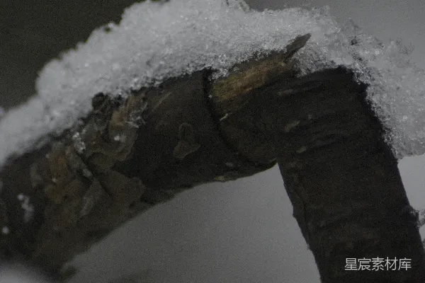 一只小鸟栖息在覆盖着白雪的树干上。