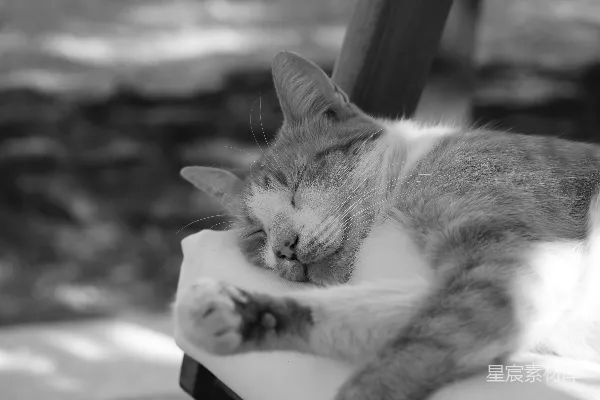 一只猫安静地睡在人的手臂上。