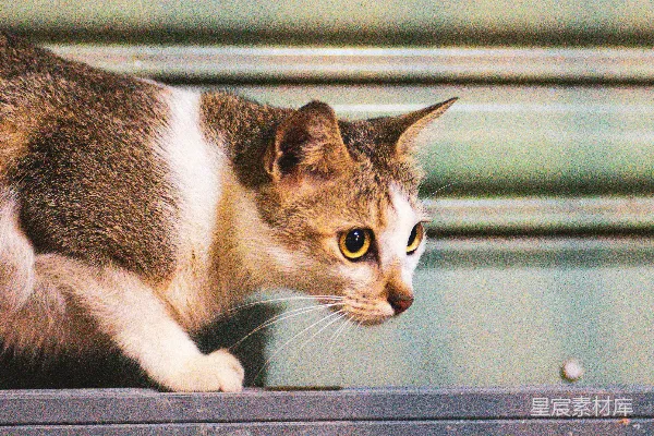 一只橘黄色眼睛的花色猫凝视着。