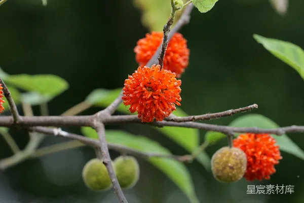 高清摄影 橙色的花朵和绿色的果实长在树枝上