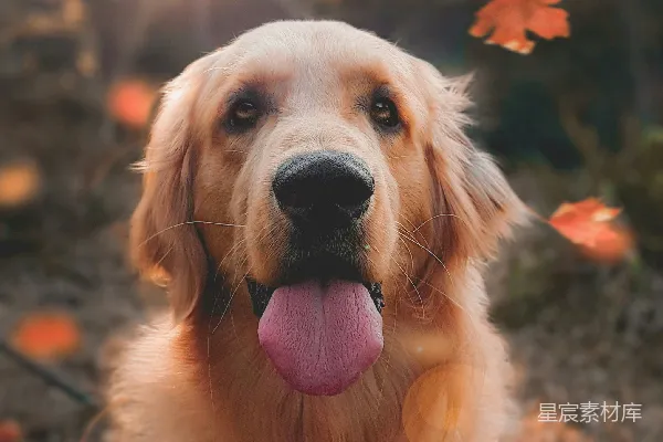 高清摄影 一张成年金毛寻回犬的特写照片