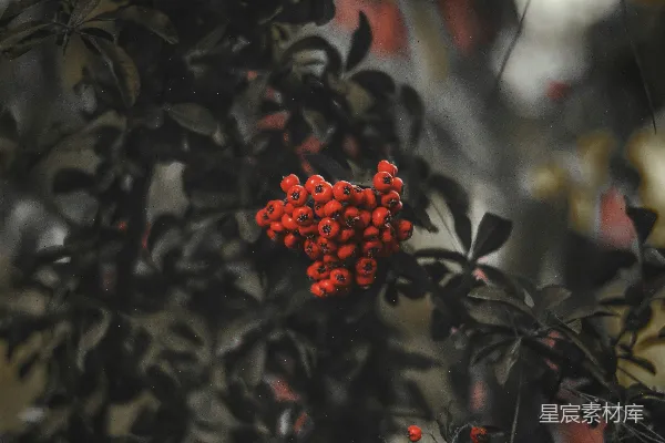 高清摄影 倾斜移轴镜头中的红花