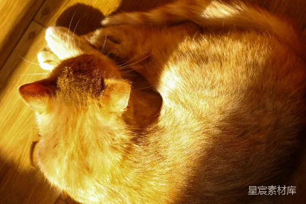 高清摄影 一只橙白相间的猫躺在木制地板上