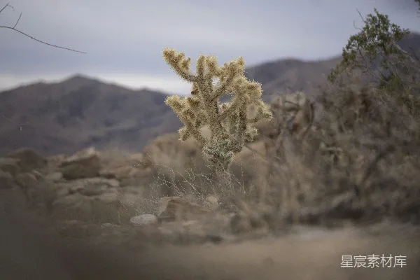 沙漠高山干旱景观中的仙女木。