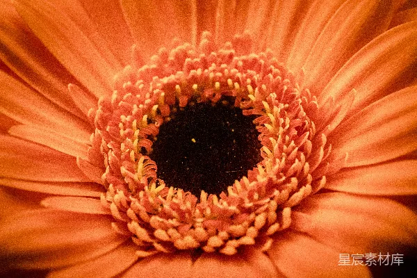 高清摄影 浅景深拍摄的橙色花瓣花