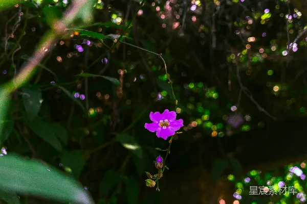 一棵树上长着一朵紫花。