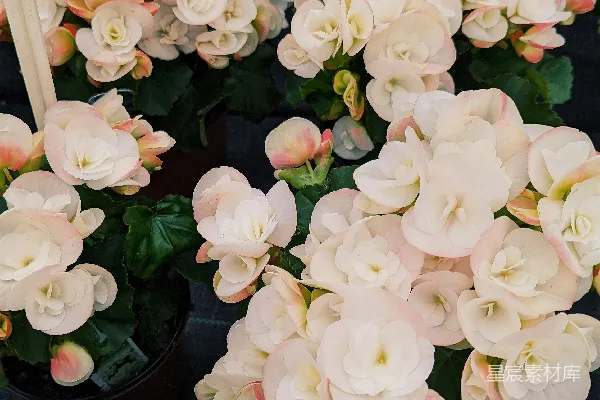 一束鲜花