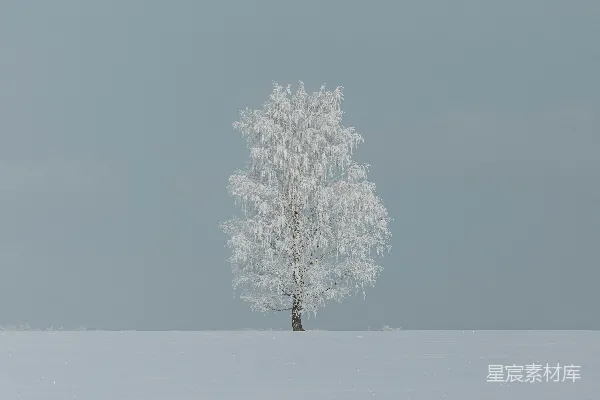 高清摄影 一棵孤独的树在雪地里独自矗立。