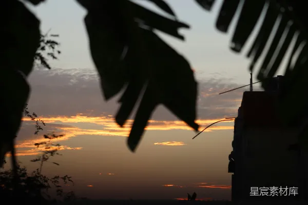 夕阳落在一座建筑后面，前面有一棵棕榈树。