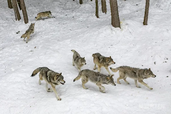 高清摄影 七只狼在森林的雪地里